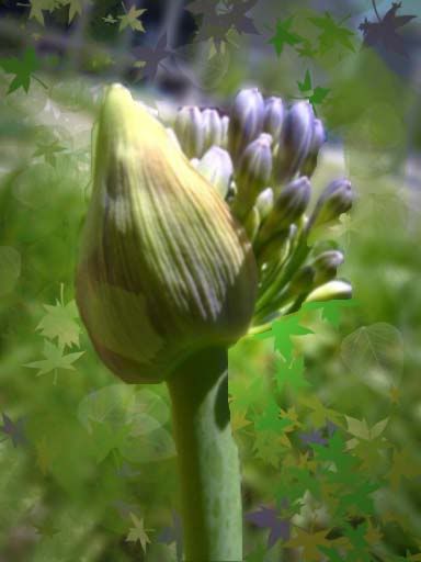 purple lilies & green frogs