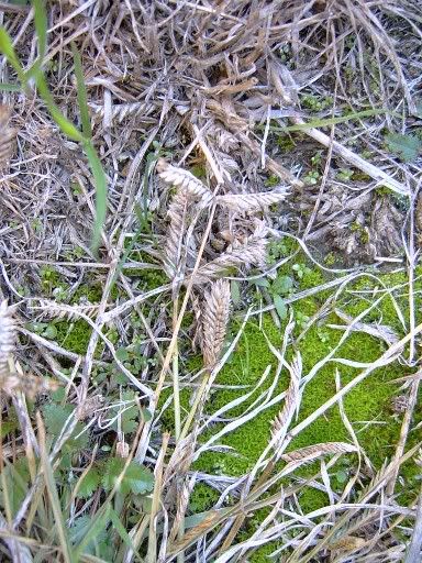 dance of the tumbleweed