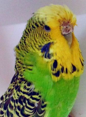 Exhibition budgies - stains above cere? | Budgerigars Forum