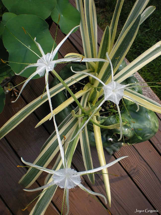 Variegated Spider Lily aka Hymenocallis caribaea Variegata