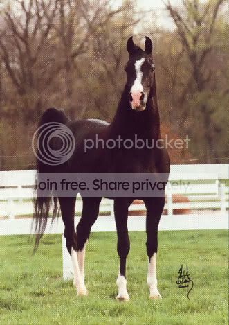 Senior Stallion Custom Crime