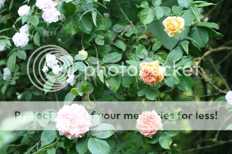 Quelques roses 00018-1
