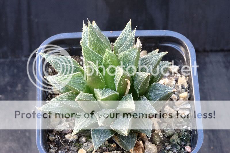 Haworthia IMG_3672