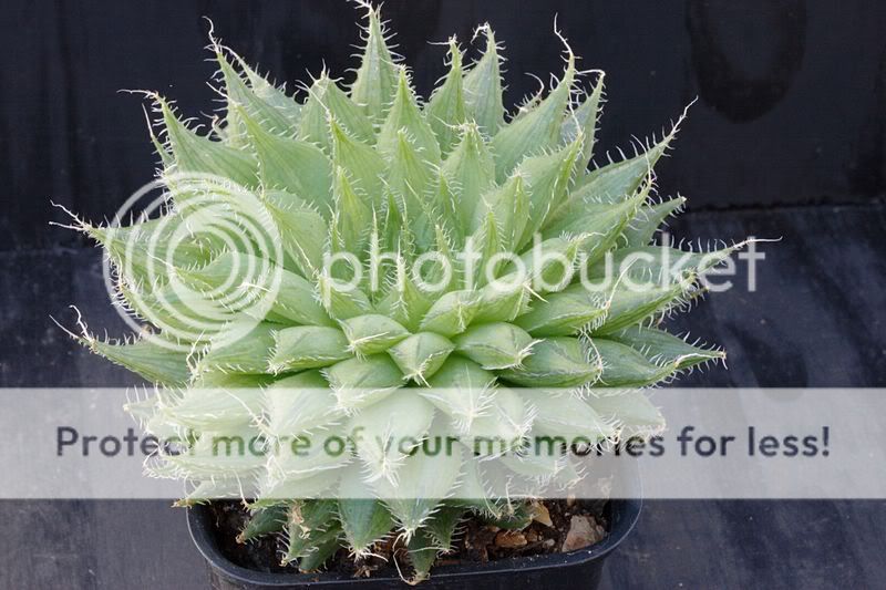 Haworthia IMG_3675