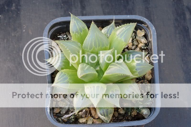 Haworthia IMG_3676