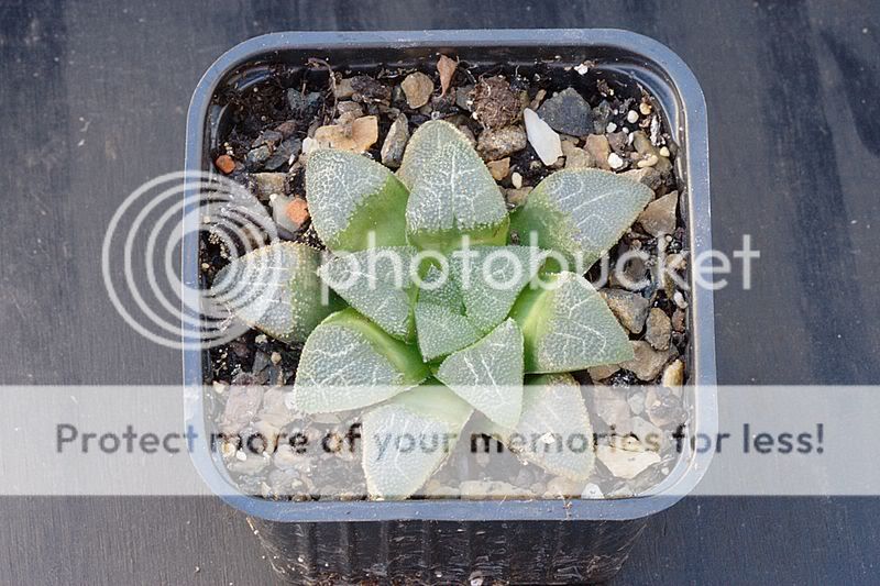 Haworthia IMG_3679