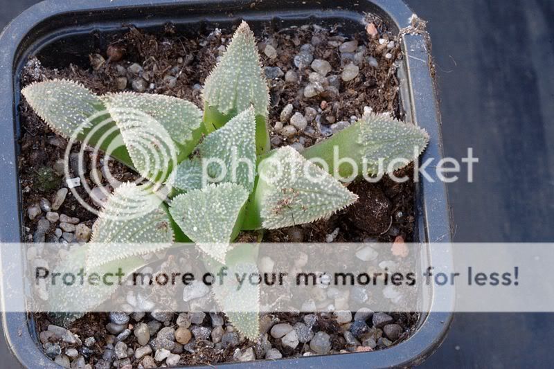 Haworthia IMG_3680