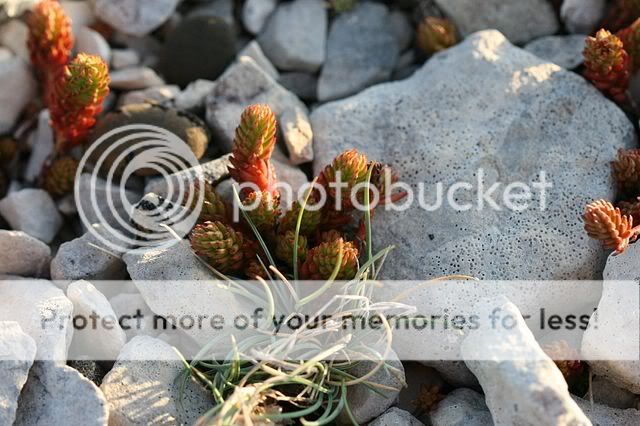 Petrosedum ochroleucum au Col des Temptes (Mont Ventoux) IMG_4214