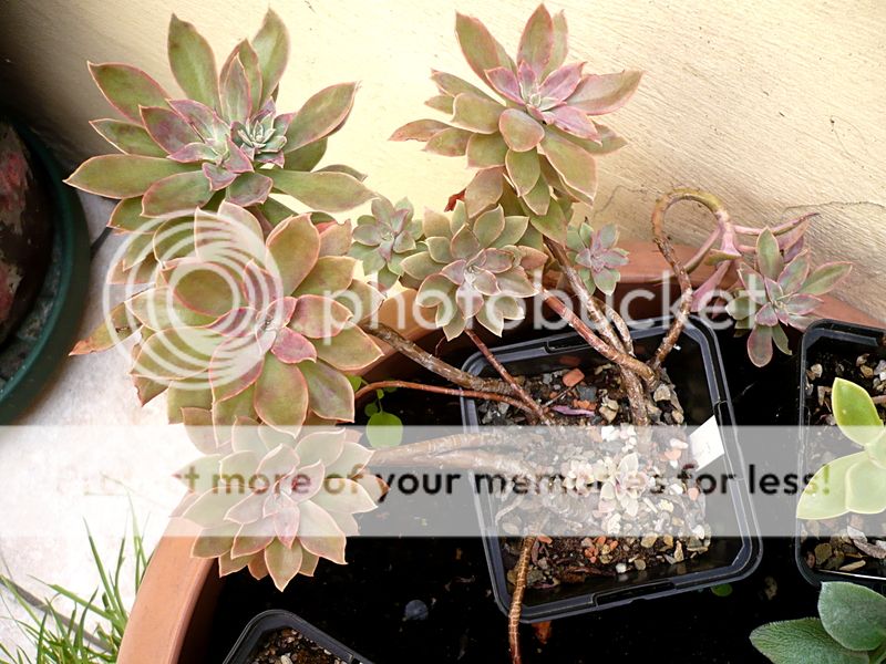 [Echeveria rosea] (fleurs) Semis_rosea_zpsc8987117