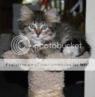 poster girl for pound kitties