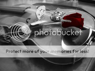 violin Pictures, Images and Photos