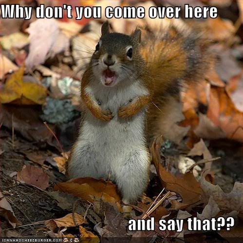 Squirrels Angry_squirrel