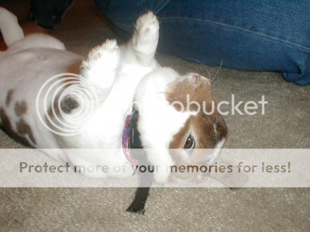 More progress How DO you make those Animal Costumes? (Fursuits