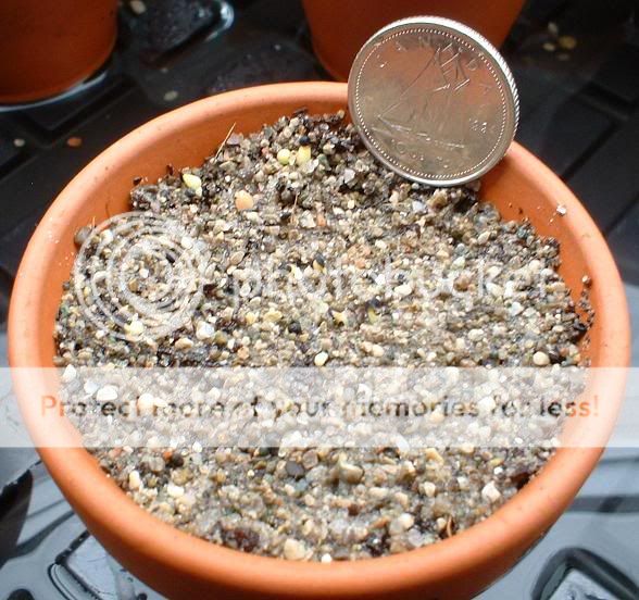 Peyote Seeds Germinating - Psychedelic Substances - CC Forums