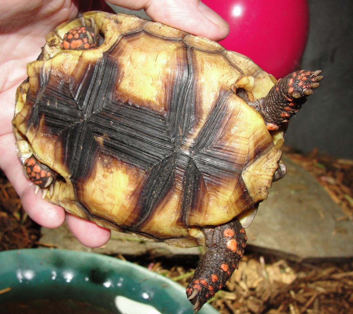 TRUE Bolivian Redfoot | Tortoise Forum