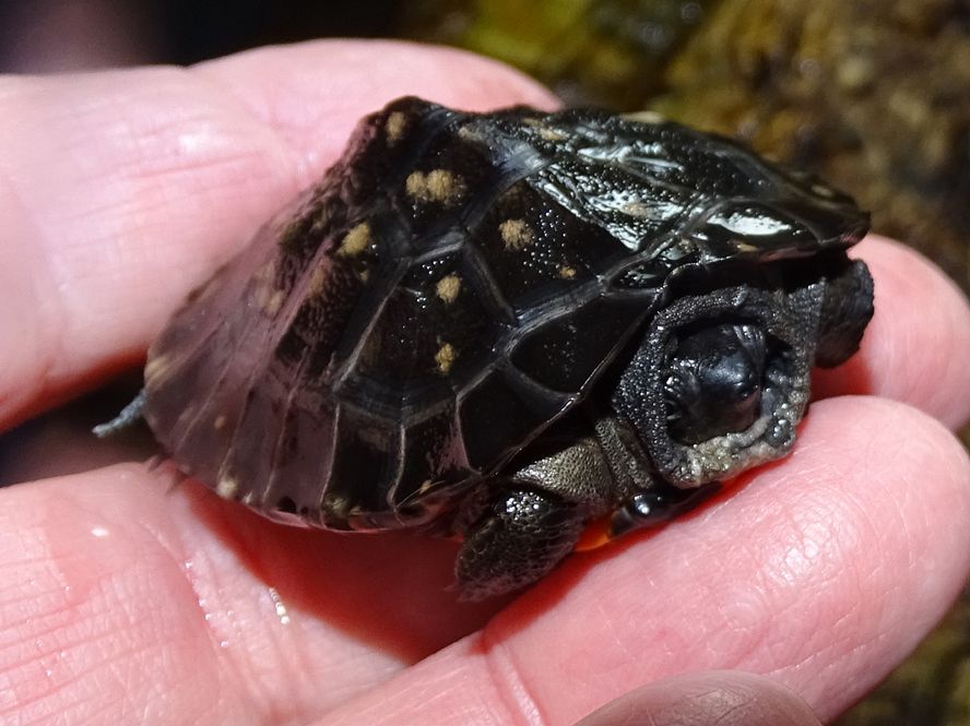 For Sale 2018 CH Kwangtung River Turtles - 5 available - FaunaClassifieds