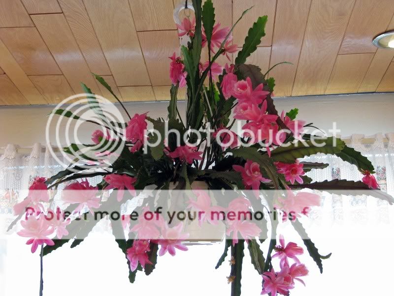 Cactus orchidé (EPIPHILLUM HYBRIDE) IMG_0774_2
