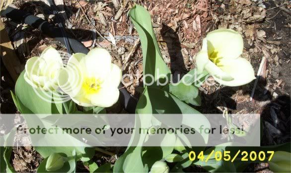 Truc pour feuilles de tulipes PremiresTulipes
