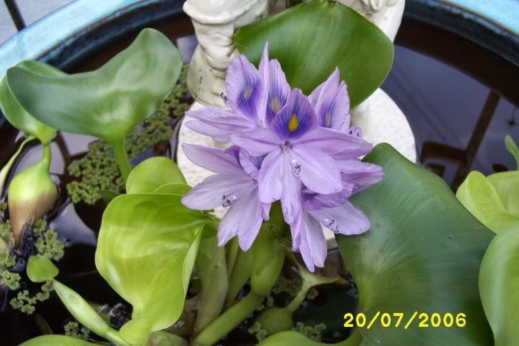 Plante aquatique Dcp_2600d