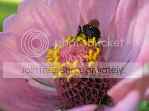 Image hosting by Photobucket