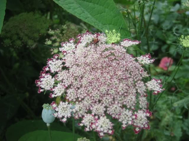 Pink Queen Anne's Lace