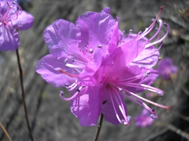Rhododendron dauricum