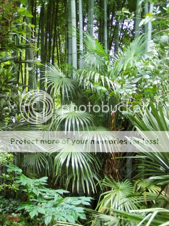 Windmill Palm~ (3) Live Plants~COLD HARDY Trachycarpus  