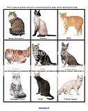 CATS PRESCHOOL Daycare Curriculum Theme BIG 106 pgs CD  