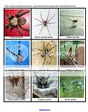 SPIDERS Theme Preschool Daycare Curriculum BIG 106 pgs  
