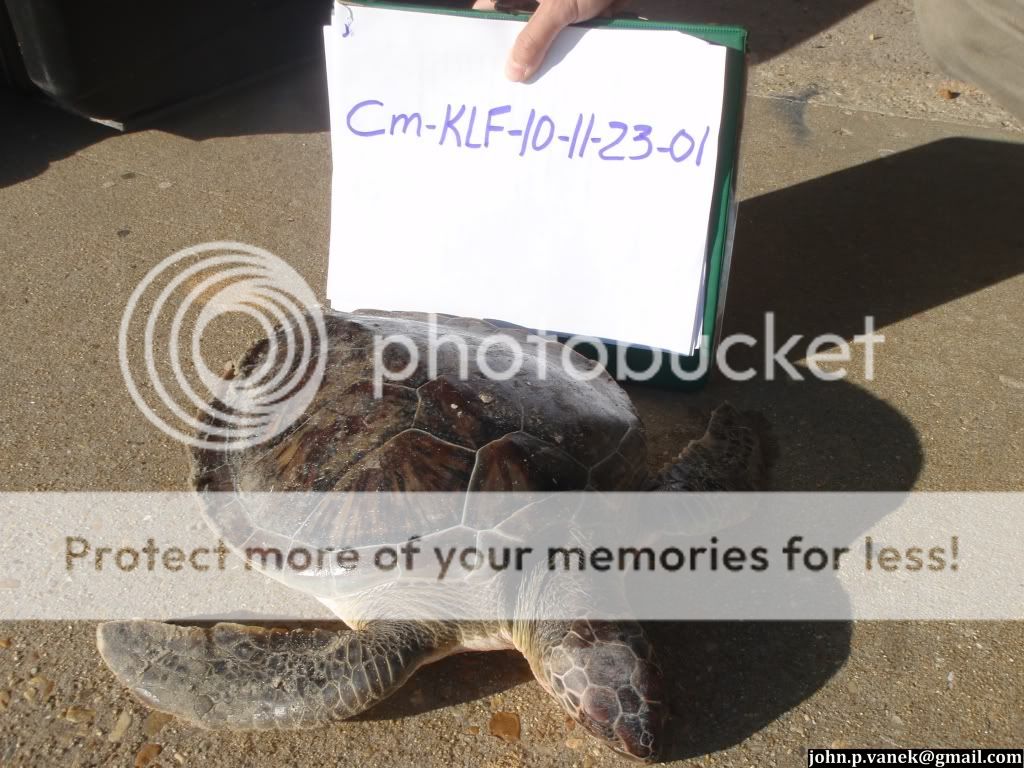 Sea Turtle Necropsy - Field Herp Forum