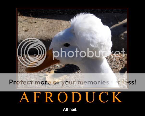 afroduck.jpg