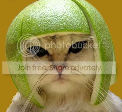 bowlcutcat2.jpg