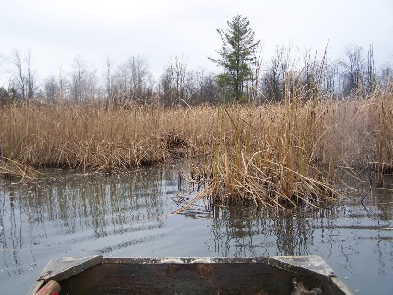 Muskrat trapping | NY Trappers Forum