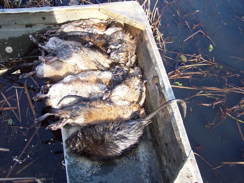 Muskrat trapping | NY Trappers Forum