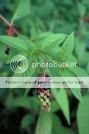 Phytolacca americana - Raisin d'amerique Phytolacca20americana3