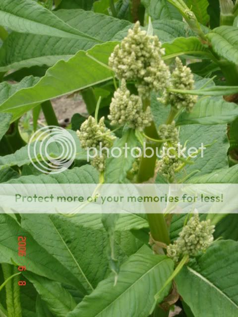 persicaria polymorpha - Persicarias - Page 2 Persi2006-0004