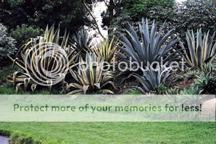 Jardin botanique de Bogota 23520011
