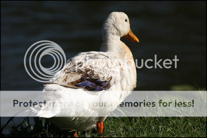 Ducks At The Lagoon Ducks-1-IMG_4455