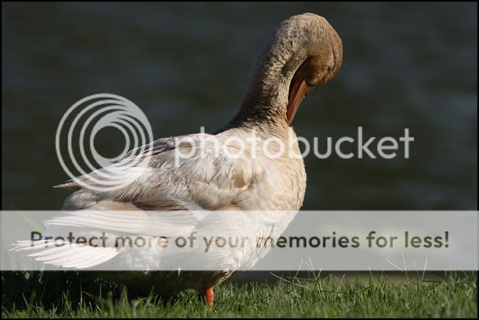 Ducks At The Lagoon Ducks-2-IMG_4468