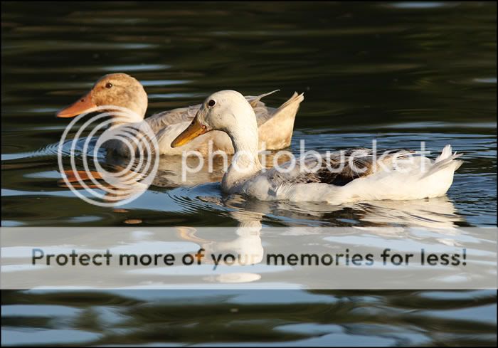 Ducks At The Lagoon Ducks-3-IMG_4601