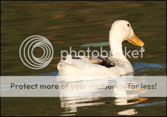Ducks At The Lagoon Ducks-4-IMG_4604