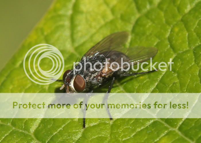 Stingless Bee - Trigona carbonaria June-Insects-IMG_0621