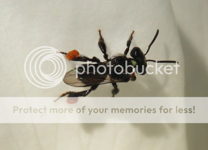 Stingless Bee - Trigona carbonaria June-Insects-IMG_0675