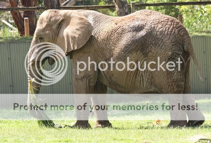 Who Lives At The Western Plains Zoo Dubbo Dubbo-Zoo-Elephant-IMG_3505