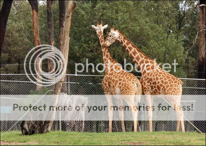Who Lives At The Western Plains Zoo Dubbo Dubbo-Zoo-Giraffe-IMG_3347