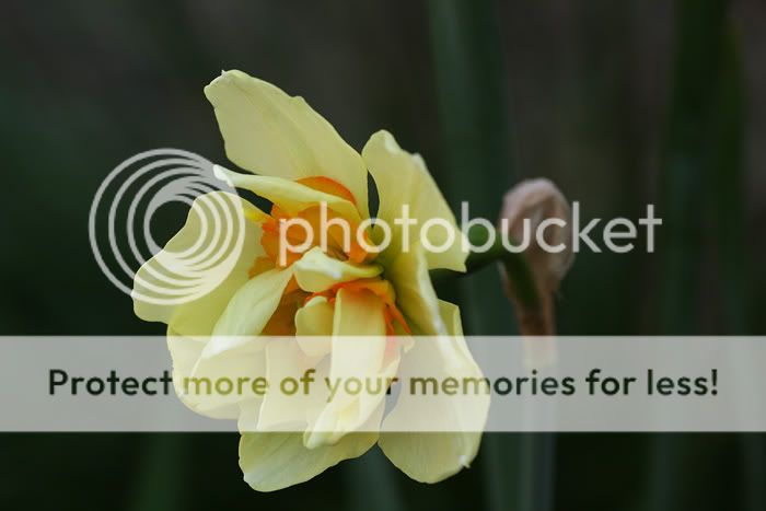 Its A Daffodil I Think Daff-809-IMG_9909