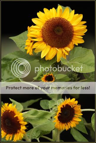 Sunflowers At Last.. SunFlower-Plant-IMG_1075