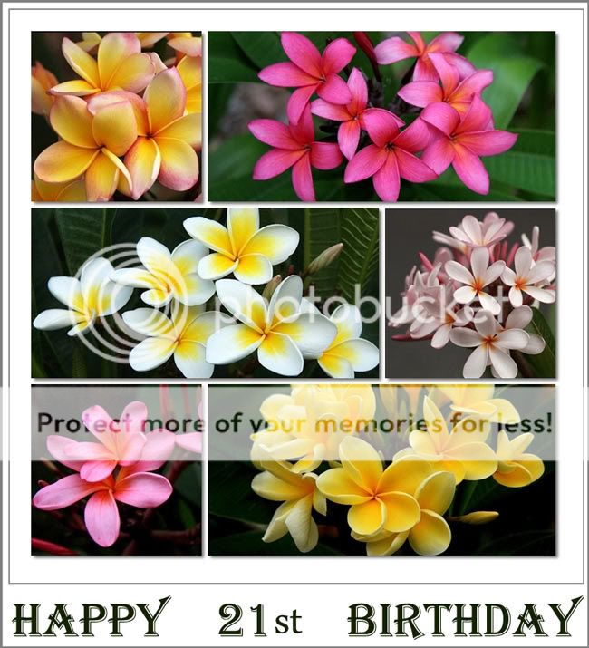 Collage Of Frangipani. 21st-For-Hadrian