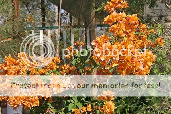 Bougainvilleas Bougs599_9990