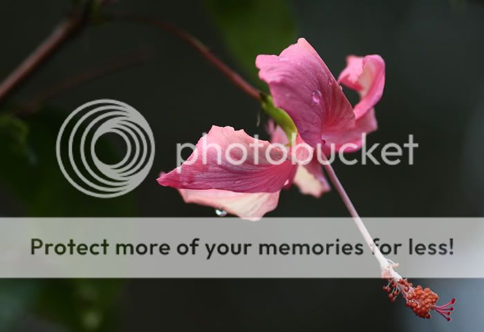 Wet Hibiscus Flowers June-Hib-IMG_2290